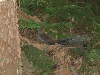 Lyrebird