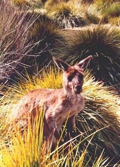Kangaroo