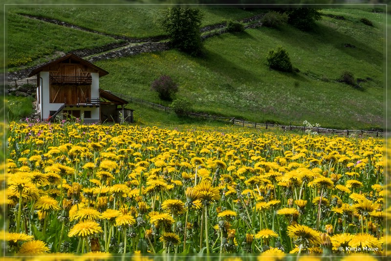 Erdbeerweg_Vinschgau_2018_13.jpg