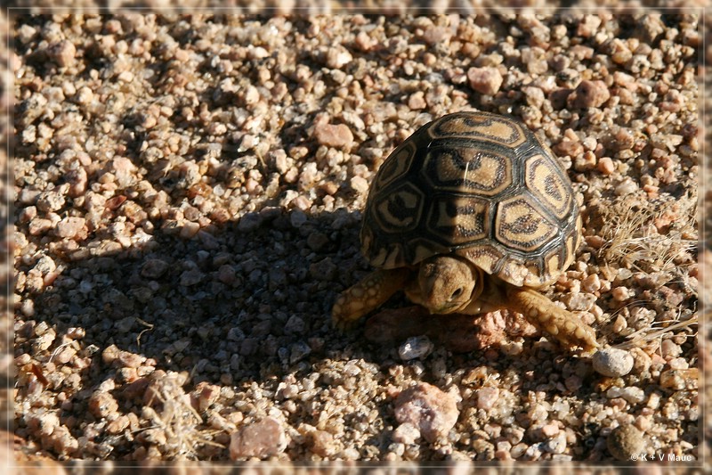 namibia_2010_182.jpg