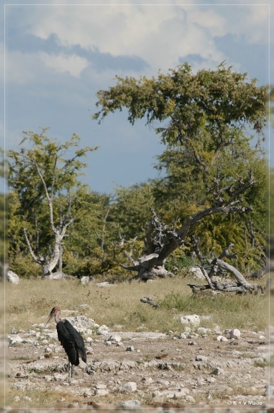 namibia_2010_398.jpg