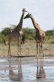 namibia_2010_474