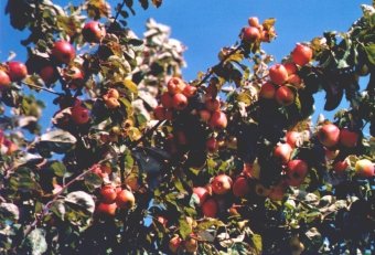 Apples/�pfel